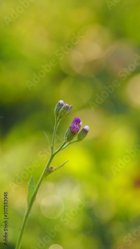 Selective focus, beautyful wild grass flower in morning light with green nature background