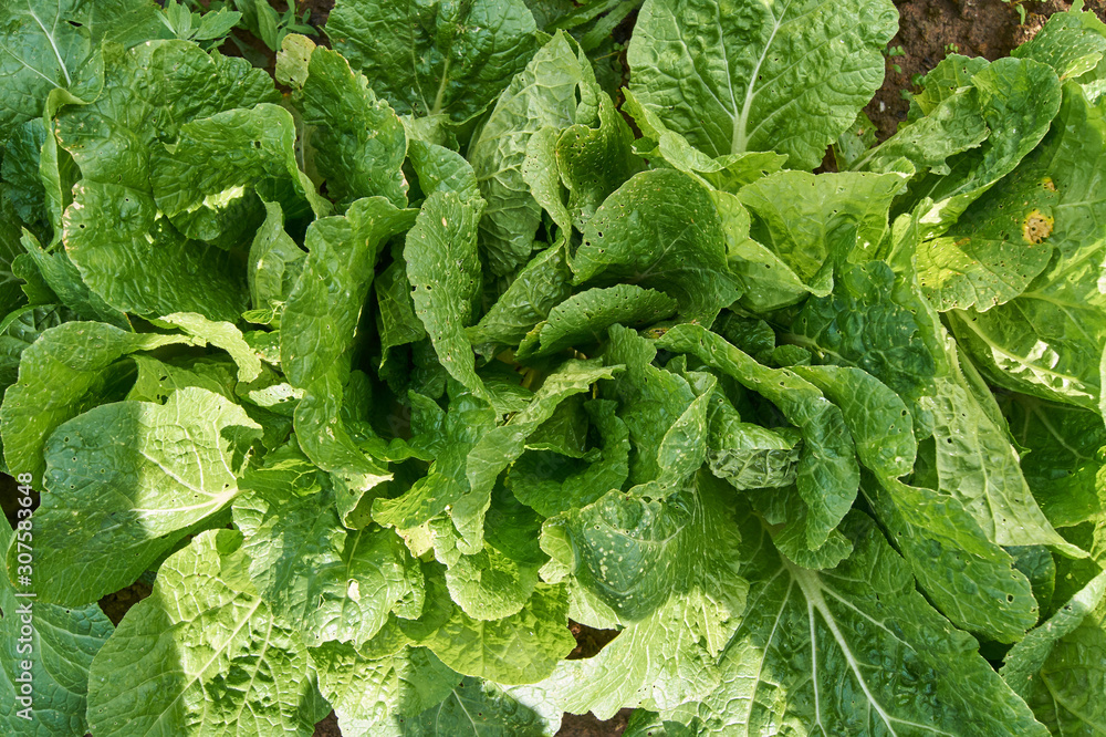 Chinese cabbage growing in vegetable garden. Farming and healthy eating concept Chinese cabbage growing in vegetable garden. Farming and healthy eating concept