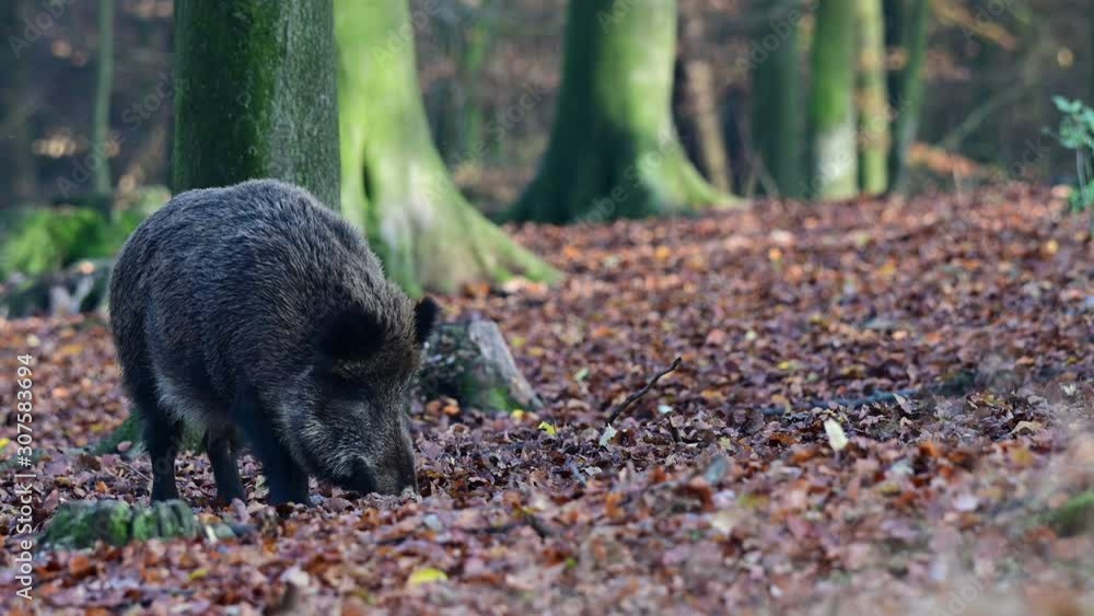 Wild boar female search feed in the forest, autumn, (sus scrofa), germany Wild boar female search feed in the forest, autumn, (sus scrofa), germany