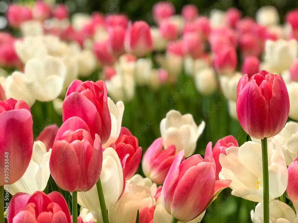 Fototapeta premium Pink and white tulips blooming in the garden