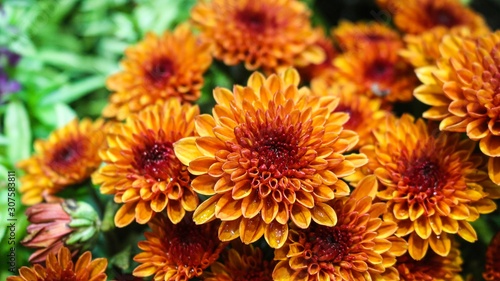 Orange chrysanthemum flowers blooming in the garden