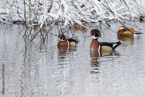Bild auf Leinwand wood duck in winter