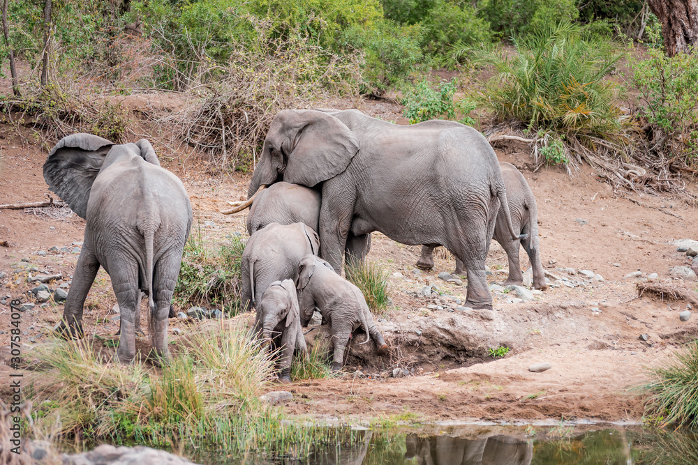 Fototapeta premium Stada słoni w Parku Narodowym Krugera piją przy wodopoju, cała rodzina z dzieckiem przepływa rzekę lub jezioro przez sawannę RPA, czysta dzicz i malownicza sceneria safari