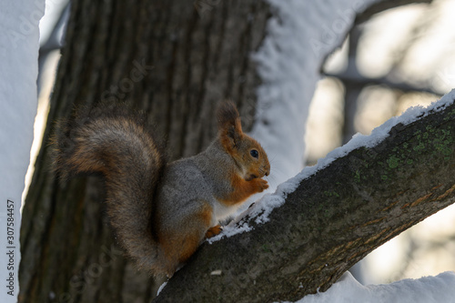 Red eurasian squirrel in winter park