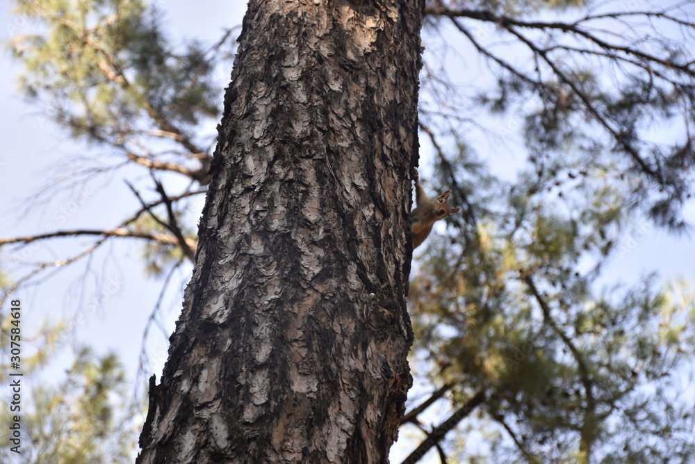 a squirrel on the tree