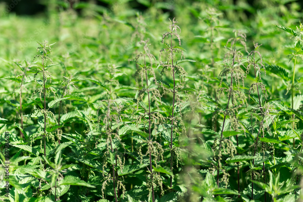 dense thickets of nettles in nature in summer dense thickets of nettles in nature in summer