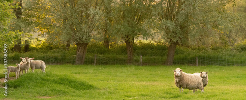 Sheep with lambs in field in Loenen (The Netherlands)