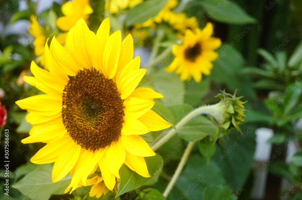 sunflower