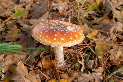 Red poison mushroom in the grass