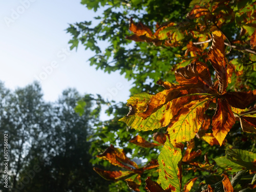 chestnut leaves in autumn on a tree, Moscow. © moskvich1977
