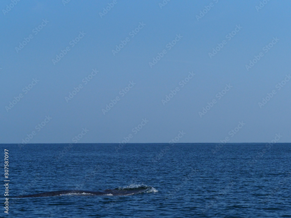 Bryde's whale or bruda whale in the gulf of Thailand Bryde's whale or bruda whale in the gulf of Thailand