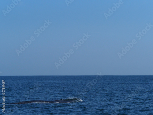 Bryde's whale or bruda whale in the gulf of Thailand