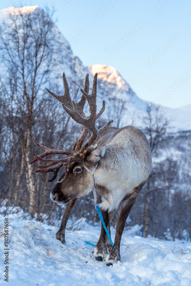reindeer in its natural environment in scandinavia .Tromso Lapland reindeer in its natural environment in scandinavia .Tromso Lapland