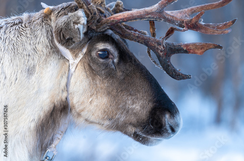 reindeer in its natural environment in scandinavia .Tromso Lapland photo