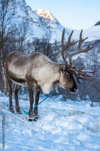 reindeer in its natural environment in scandinavia .Tromso Lapland © belov3097