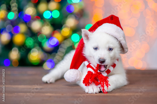 Playful white husky puppy wearing a santa hat and scarf liyes and looks at camera with Christmas tree on background. Empty space for text photo