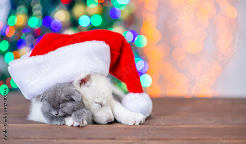 White siberian husky puppy wearing a red santa hat hugs sleepy baby kitten on a background of the Christmas tree. Empty space for text