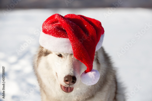 Cute, funny and happy Siberian Husky dog with closed eyes in red christmas santa claus hat at golden sunset