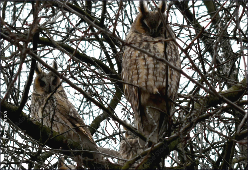 Obraz premium Two owls are resting.