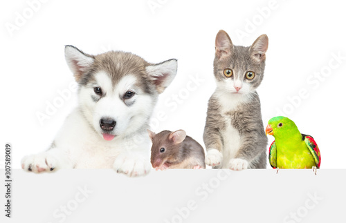 Group of pets over empty white banner. isolated on white background. Empty space for text