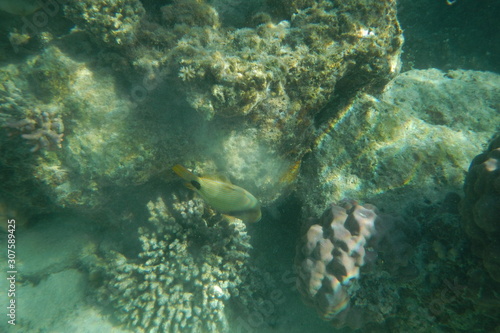 Funny Picasso fish swims in the water of the Pacific Ocean near the Fiji Islands