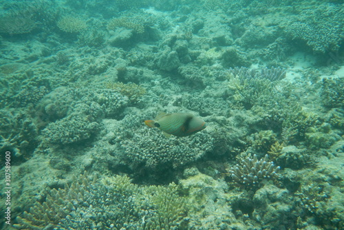 Funny Picasso fish swims in the water of the Pacific Ocean near the Fiji Islands