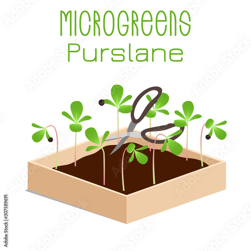 Microgreens Purslane. Sprouts in a bowl. Sprouting seeds of a plant. Vitamin supplement, vegan food.