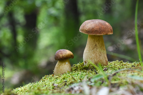 Mushroom boletus In a moss in forest. Gourmet food. Mushroom boletus edulis. Popular white Boletus mushrooms