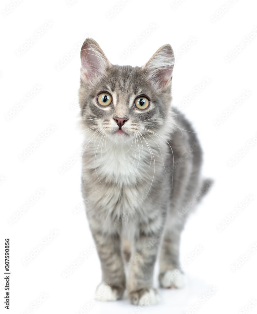 Cat stands in front view and looks at camera. isolated on white background