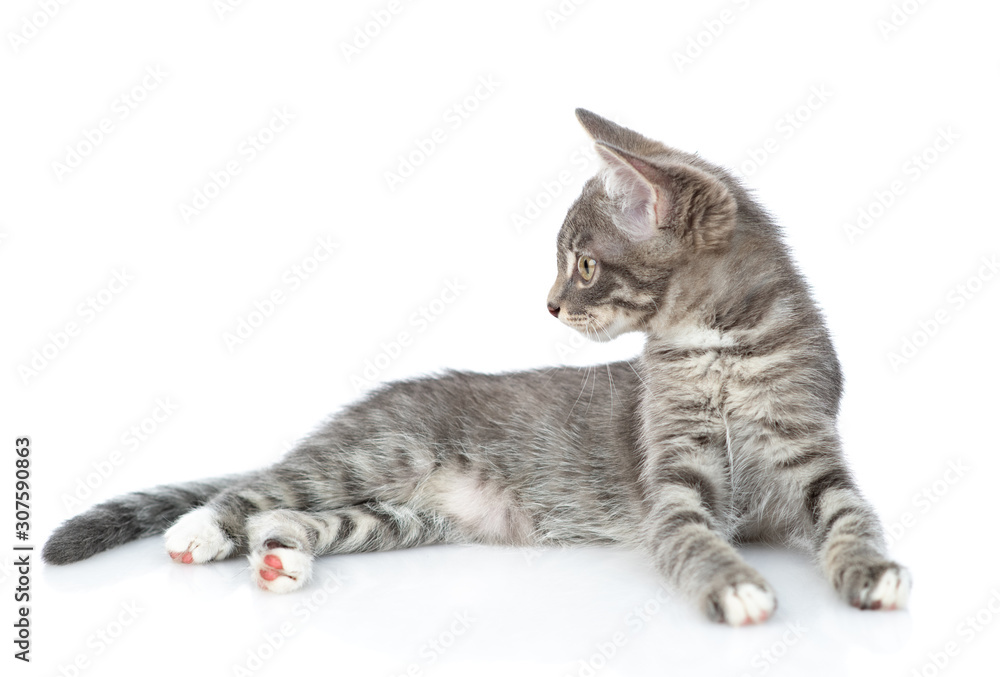 Obraz premium Curious cat lies and looks away on empty space. isolated on white background