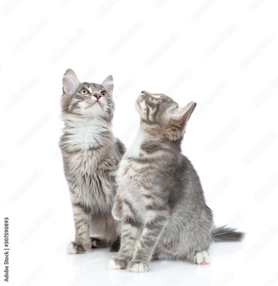 Obraz premium Group of cats look up together. isolated on white background
