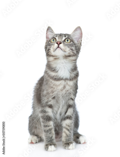 Cat sitting in front view and looks up. isolated on white background