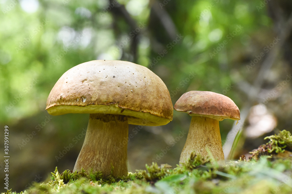 Mushroom boletus In a moss in forest. Gourmet food. Mushroom boletus edulis. Popular white Boletus mushrooms Mushroom boletus In a moss in forest. Gourmet food. Mushroom boletus edulis. Popular white Boletus mushrooms