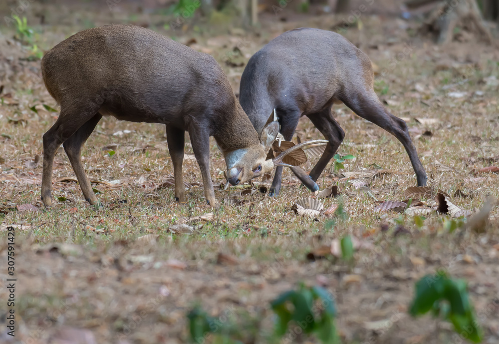 Male Hog Deer are fighting in the wildlife sanctuary. Male Hog Deer are fighting in the wildlife sanctuary.
