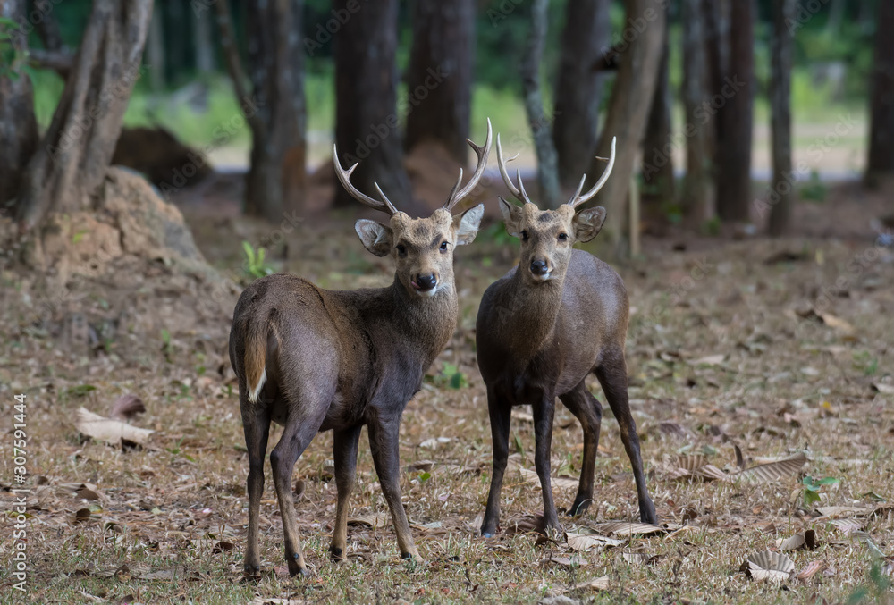 Hog deer in the wildlife sanctuary stood staring at the camera. Hog deer in the wildlife sanctuary stood staring at the camera.
