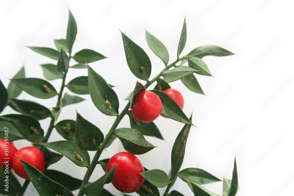 Butcher's Broom branches with ripe red berries isolated on white background. Ruscus aculeatus bush on white Butcher's Broom branches with ripe red berries isolated on white background. Ruscus aculeatus bush on white