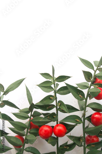 Butcher's Broom branches with ripe red berries isolated on white background. Ruscus aculeatus bush on white photo