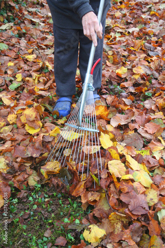 Sweeping dry yellow fallen Hazelnut leaves with a broom in the garden, Autumn background