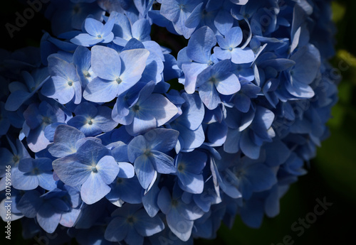 Selective focus on petal of beautiful blue Hydrangea or Hortensia flowers  Hydrangea macrophylla  under the sunlight. Nature background.