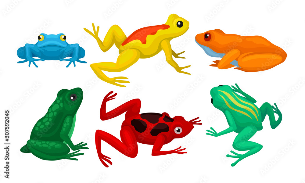 Fototapeta premium Frogs Collection, Cute Amphibian Animals of Different Colors Vector Illustration