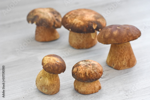 Mushroom boletus over wooden background. Gourmet food. Mushroom boletus edulis. Popular white Boletus mushrooms prepared for cooking