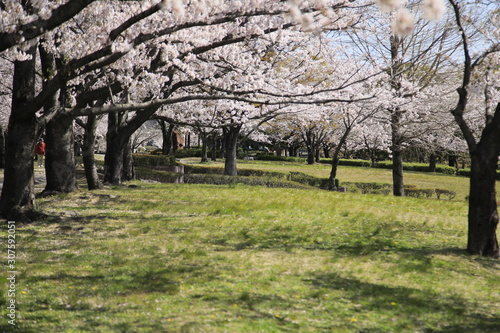 桜並木 満開の桜並木 満開の桜 サクラ風景