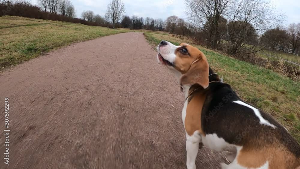 Playful and active beagle run along ground path, turn back and bark, funny drop ears fly in air, black eyes look to camera, slow motion shot. Moving wide angle camera follow behind Playful and active beagle run along ground path, turn back and bark, funny drop ears fly in air, black eyes look to camera, slow motion shot. Moving wide angle camera follow behind