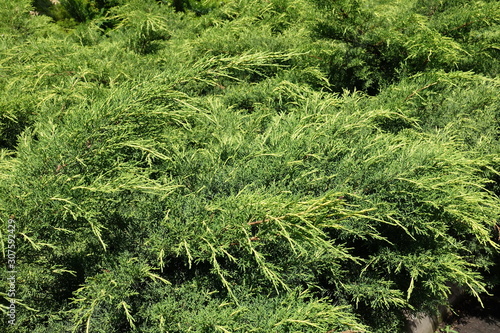 Gold colored foliage of juniper in June