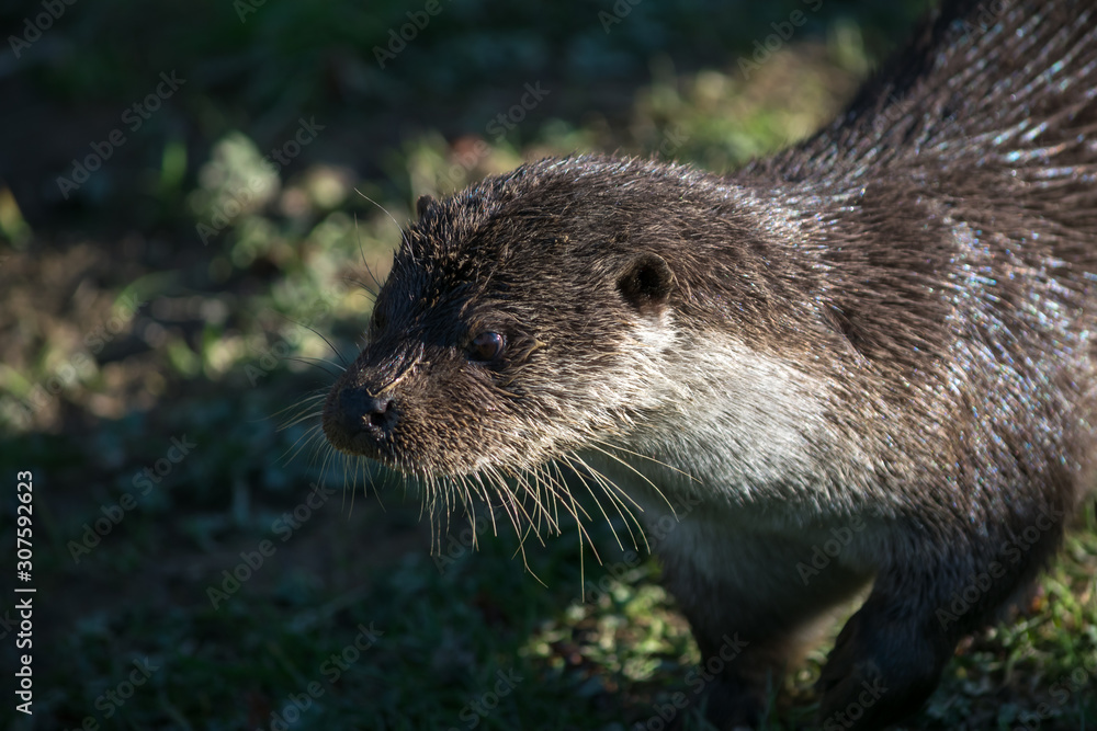 Eurasian Otter (Lutra lutra) in natural habitat Eurasian Otter (Lutra lutra) in natural habitat