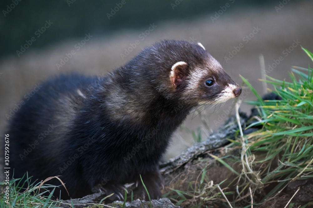 European Polecat (mustela putorius) European Polecat (mustela putorius)
