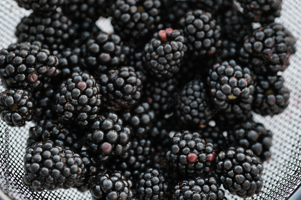 Top view of wet metal strainer full of washed out blackberries isolated on white background Top view of wet metal strainer full of washed out blackberries isolated on white background