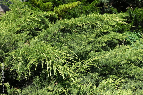 Yellow and green foliage of juniper in May