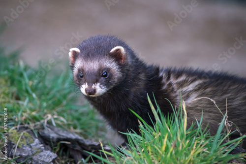 Foto European Polecat (mustela putorius)