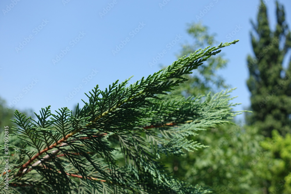 Close view of foliage of Lawson cypress against blue sky Close view of foliage of Lawson cypress against blue sky